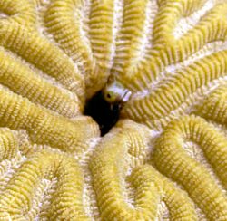 Peek-a-boo! Nikon 990 w/video light.
Roatan, Honduras by Tony Bell 